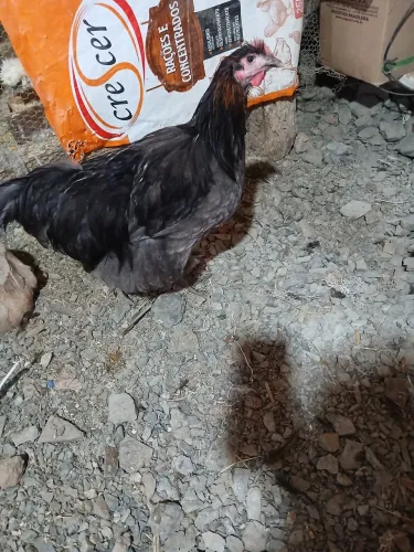 Galos e galinhas