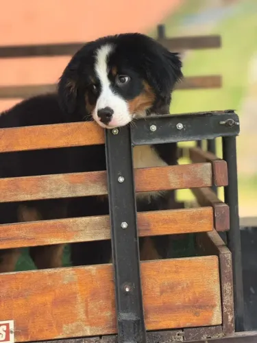 Bernese Mountain