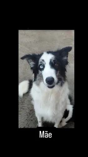 Filhotes de border collie