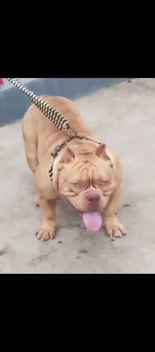 América Bully adulto com pedigree
