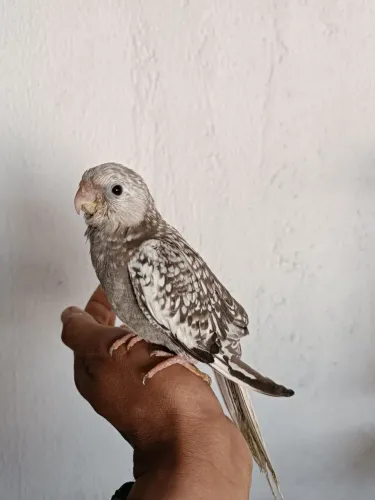Para Pet