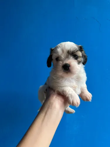 Vende-se filhote de shih-tzu