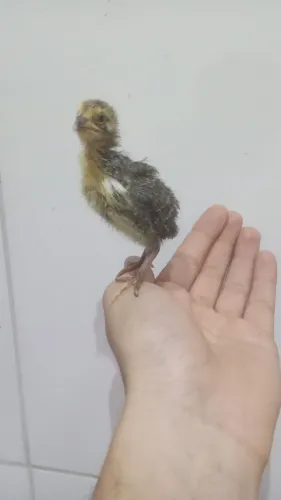 Pintinhos de codorna gigante ( Anápolis Go)