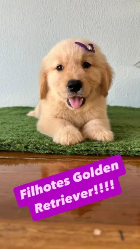 Golden Retriever machinho & femea com entrega imediata