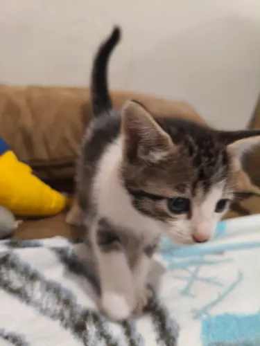 Gatinhos para doação s