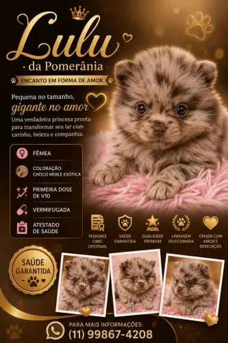 Filhote Fêmea de Lulu da Pomerania / Spitz Alemão - Chocomerle (Exóticas)