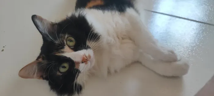 Gata Tricolor castrada