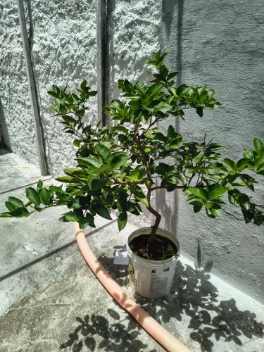 Pés de limão Taiti adulto produzindo no jarro limão grande 