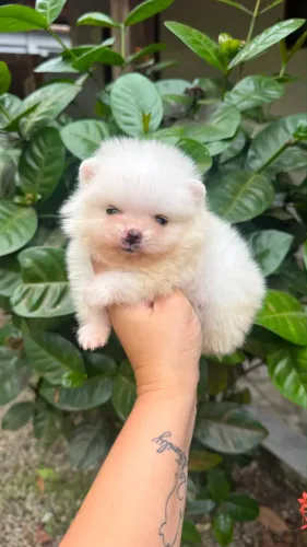 SPITZ ALEMÃO MACHINHO