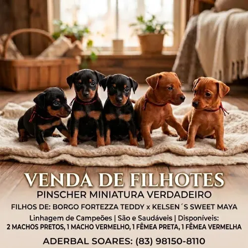 Filhotes de Pinscher Miniatura Legítimos