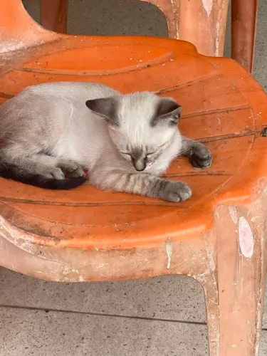 Gatinha bebê para adoção