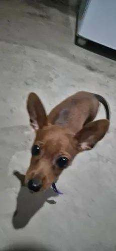 Pinscher 1