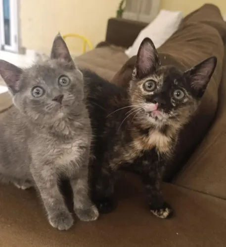 Doação responsável gatinhas femeas