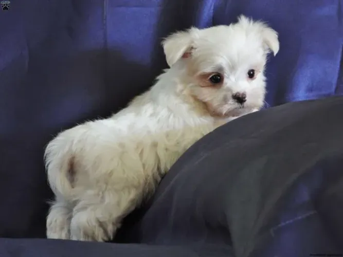 ?Fofo assim não pode ser inocente.?