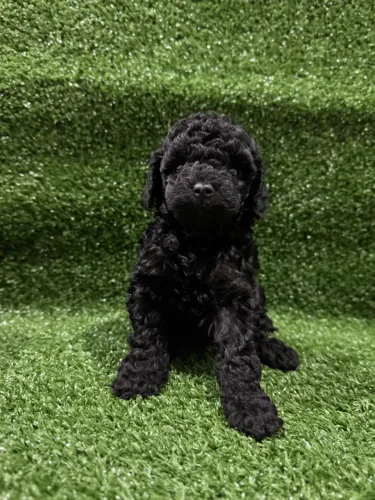 Poodle Toy Lindos Filhotes black macho 