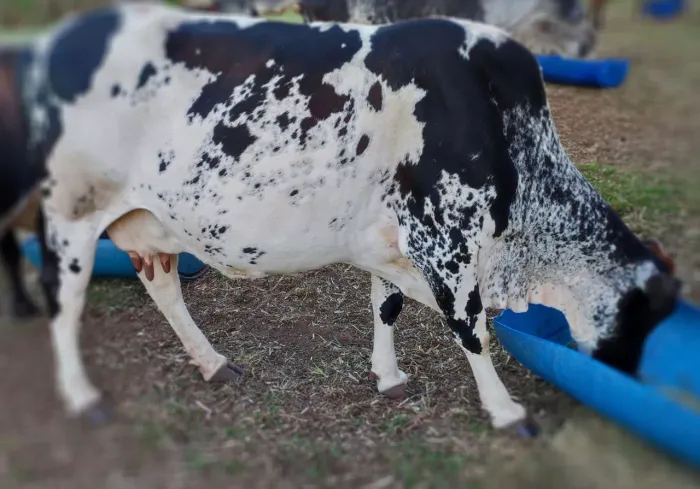Vacas