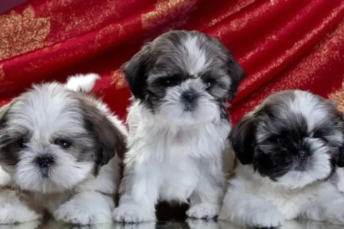 Estou doando três filhotes de Shih Tzu. Vacinas em dia. Documento em dia. Dois machos e um