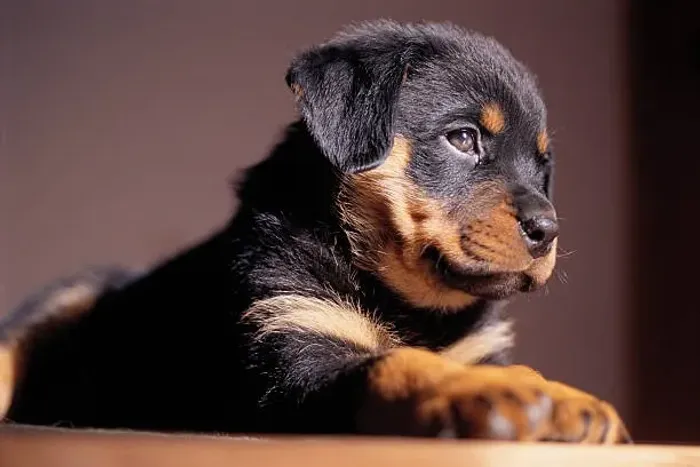 Filhote de Rottweiler O Pequeno Guardião Que Cresce Com Muito Amor