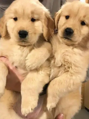 Filhotes de Golden Retriever | Escolha um amigo especial!