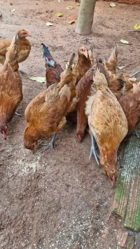 APENAS 30 FRANGAS ARAUCANA - OPORTUNIDADE RARA!