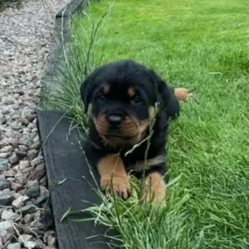 Filhotes de Rottweiler | Parcelamos em até 12x sem juros!