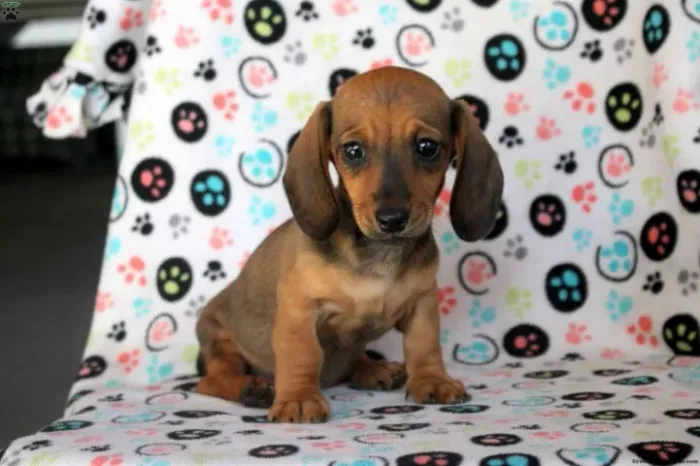 ?Mini alongadinhos prontos pra ir pro novo lar!? ?