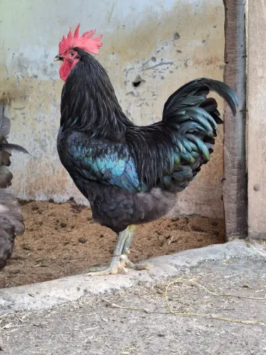Pintinhos de Gigante Negro de Jersey