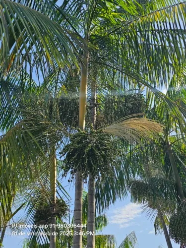 sitio há 20 km de Castanhal Pa 70x1250 de fundos com açaizal R$200 mi reais