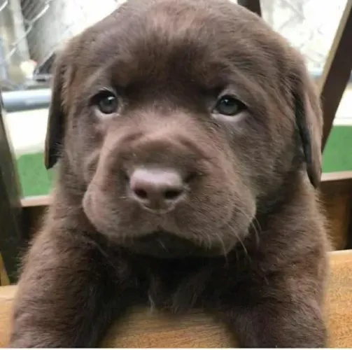 Labrador original, cabeçudo, padrão ingles