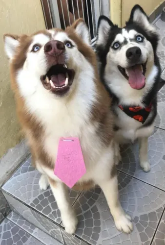 Husky Siberiano machinhos com 60 dias com pedigree e vacina disponível em loja 