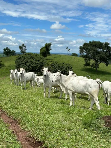 Fazenda em Bela Vista de Goiás, 91.55 alq. Planta soja em 68 alq. R$:44 milhões.