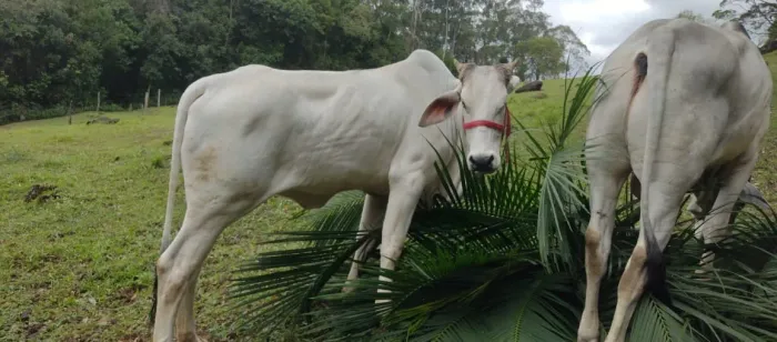 Vendo Touro Nelore e novilha Nelore.