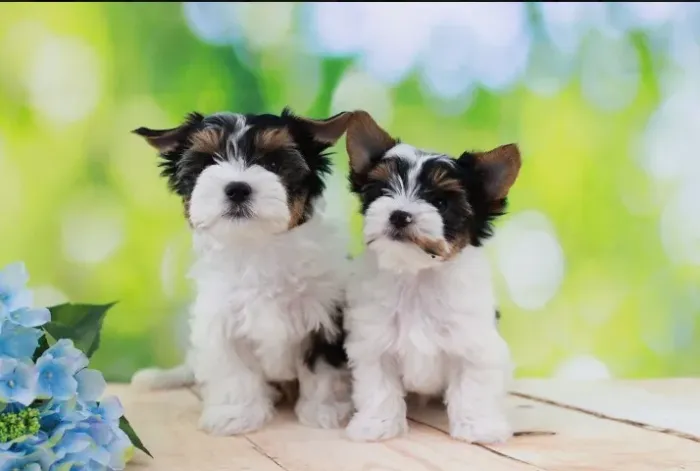Biewer Terrier Fêmea Tricolor Seu Novo Amor de Quatro Patas