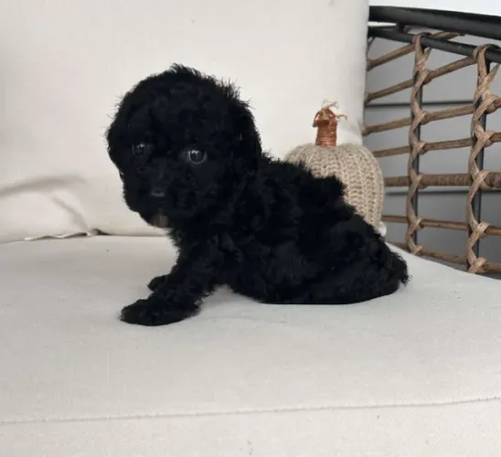 Poodle mini red alegre e dócil