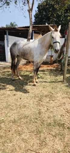 Cavalo (egua) manga larga mineiro 