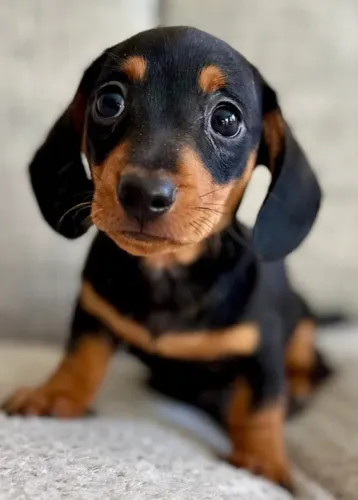 Filhotinhos dachshund/teckel/basset/salsicha/cofap dócil com contrato
