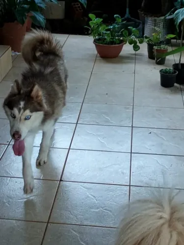 Husky siberiano