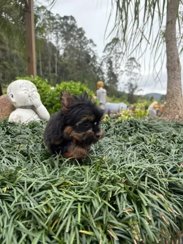 Lindo machinho micro de yorkshire terrier 