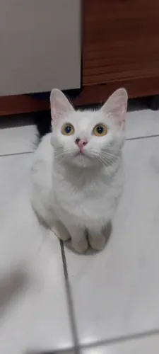 Adoção