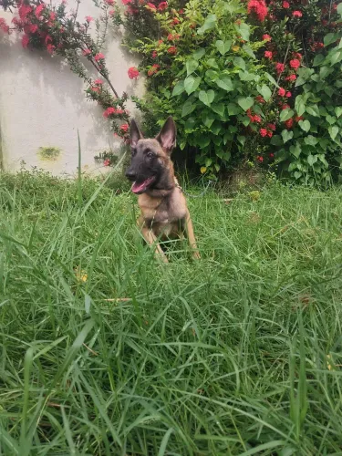 Pastor belga malinoá disponível 