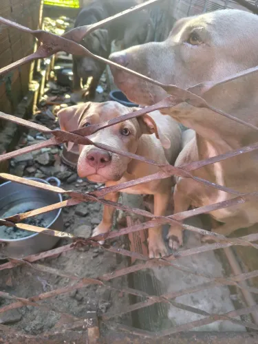 Vendo filhote pitmonster vez 5 meses