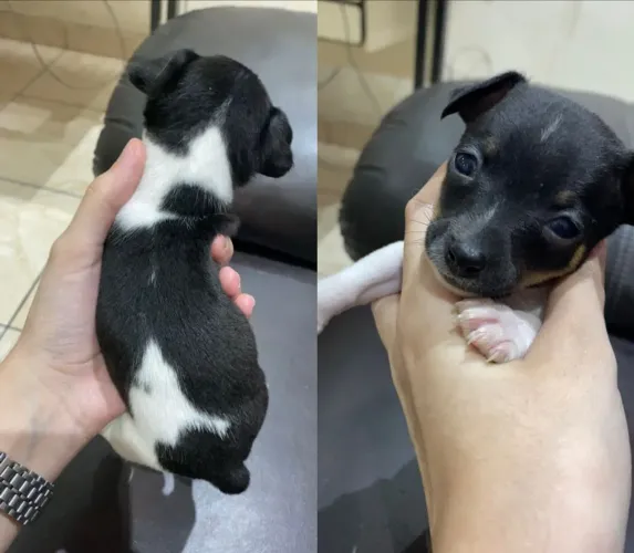 CACHORRO (MACHO) PINSCHER 1
