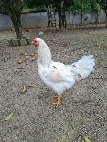 Galo e galinha