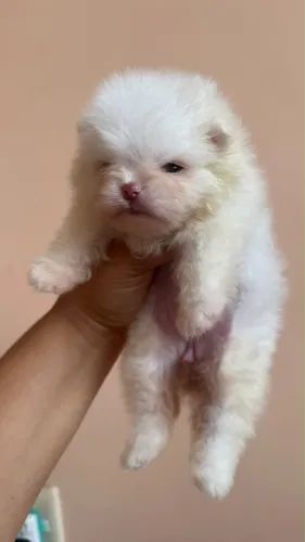 Vendo Filhote de Spitz Alemão