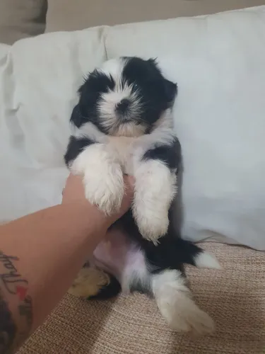Shitzu macho 35 dias