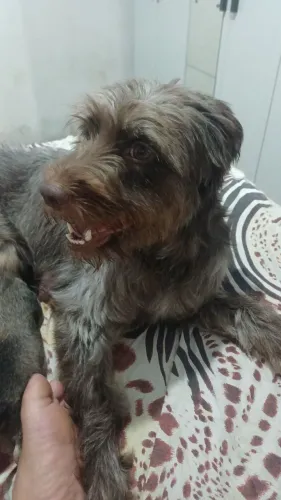 Doação fêmea 1 ano Lhasa Apso e poodle 