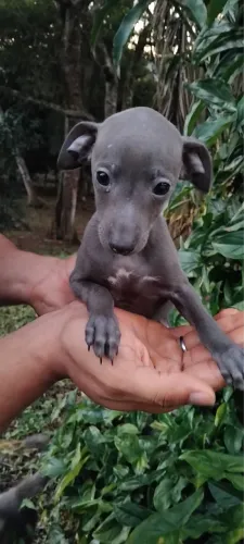 Galguinho italiano