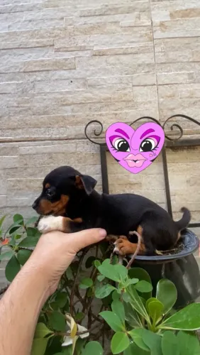 Cachorro salsichinha fêmea linda zap 85 99629.3794