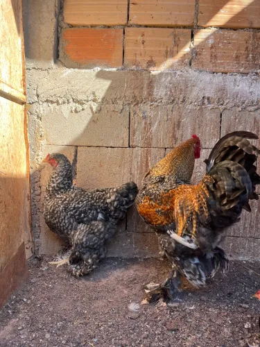 Brahma carijo 