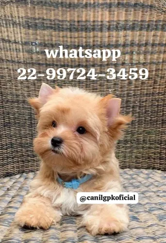 Yorkshire Gold dourado miniatura com pedigree!